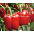 SP26 Meimei F1 hybrid mid maturity red sweet pepper seeds bell pepper seeds